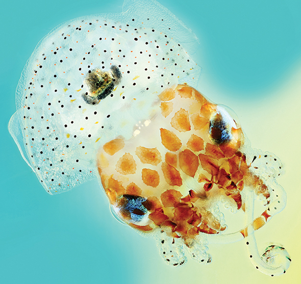 The Hawaiian bobtail squid harbors a bioluminescent bacterium. Because the squid’s light organ is composed of mucosa, new insight regarding how the bacterium probably adapted to its host could help illuminate our understanding of chronic infection in humans.
