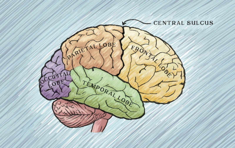 It turns out that the central sulcus does not neatly divide brain function, as the textbooks say. (Illustration by Michelle Leveille) 