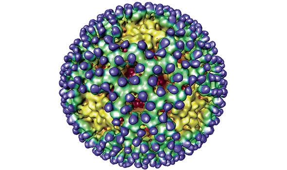 When researchers combed through blood samples of people with celiac against controls, they found one thing linking people with celiac: higher levels of antibodies to reovirus (virus model shown here). This confirmed what Dermody and Jabri found in mice with a genetic disposition to celiac.  