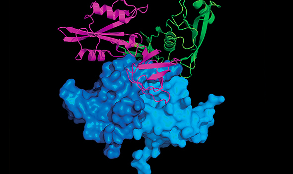 Insights regarding the structure of a protein called Nef (blue) have helped Thomas Smithgall’s team understand how it attaches to cellular proteins and turns them on. Smithgall is hopeful that blocking Nef could help stop HIV from reemerging in patients.