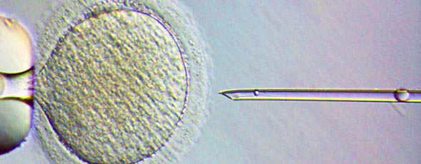 A monkey egg is fertilized with cryogenically preserved sperm derived from grafted testicular tissue.