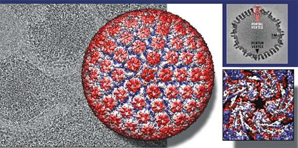 James Conway’s collaboration with Pitt professor Fred Homa focuses on the herpes simplex virus and the “portal vertex,” where DNA moves in and out of the protein shell (or capsid). Shown here, a cryo-electron micrograph of herpesvirions superimposed with a model of the capsid and a close-up of the interior surface revealing numerous corkscrew-like structures (alpha-helices). To understand the roles of the shell proteins, Conway and group member Alexis Huet use genetically engineered variants of the capsid with slightly modified DNA when imaging. This and other approaches are giving them clues about how form affects function. Conway’s knack for coaxing forth high-resolution data has led to a wealth of collaborations. He’s coauthored structural analyses on hepatitis B virus, papillomavirus, enteroviruses, canine parvovirus as well as bacterial viruses (phages) HK97, lambda and T5, among others. “It’s hard to say no,” he concedes.
