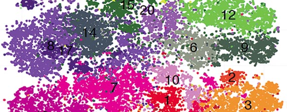 Using advanced techniques, a Pitt group found fetal cells that develop immune responses much earlier than imagined. shown here: Clusters of various types of T cells (indicated by color) in the fetal immune system. (Image: Reprinted from Developmental Cell, Vol. 51/ Issue 3, Stephanie F. Stras et al, “Maturation of the Human Intestinal Immune System Occurs Early in Fetal Development,” Pages No. 357, Copyright 2019, with permission from Elsevier.)