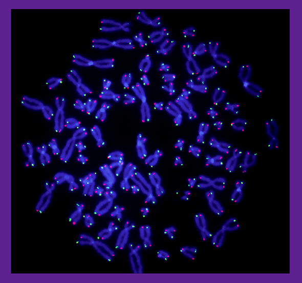 In this image, prepared by Pitt’s Roderick O’Sullivan, you can see actual, individual chromosomes; it looks like a petri dish of blue bowties. On the ends of each chromosome, notice the tiny, glowing dots. Each dot represents one telomere. We can even tell the lagging strand (green) apart from the leading strand (red).