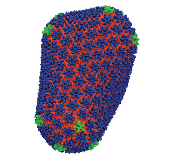 HIV's protective protein coat, or capsid.