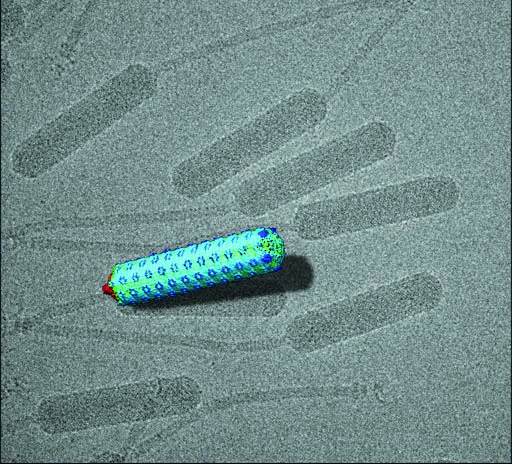 This looks like a glow-in-thedark corn dog; it’s really a virus that attacks bacteria.