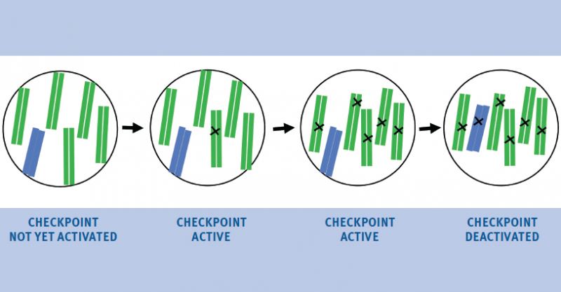 As mom’s and dad’s DNA begins to mingle, the cell needs to monitor the swap, kind of like a border agent. Yanowitz has developed a theoretical framework, pictured here, of these crossover “checkpoints” during meiosis—points where the cell checks its papers to make sure everything’s in order as the two genetic bits become one. Once the first crossover (x) is made, a checkpoint is activated.