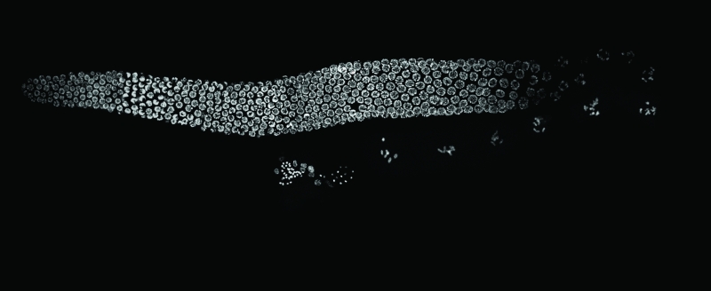 Primitive worm, preliminary model. The gonad of C. elegans is orderly, visible, and relatively simple compared to humans’ undercover reproductive tracts. Meiosis—the strictly regulated process by which a cell divides to become a gamete—may hold secrets to causes of infertility, and worms are helping Pitt researchers expose the genetic generation of generations.