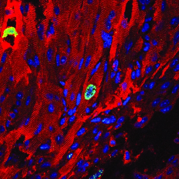 A Pitt lab may have found a way to strengthen and heal cardiac tissue in infants born with weak hearts. Here we see a cardiomyocyte (red) undergoing cellular proliferation (green). Blue spots are cell nuclei.
