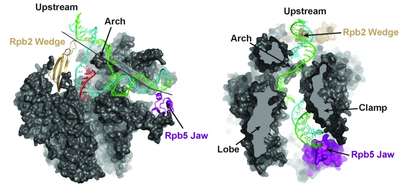 Calero and collaborators demonstrate the inner workings of Pol II, the RNA polymerase protein. Pol II’s “wedge” and “jaw” hold the double helix together above and below the region being transcribed as the protein moves upstream. Pol II’s “arch” coordinates the process by which the transcribed strand recombines with the other strand to re-form the double helix.
