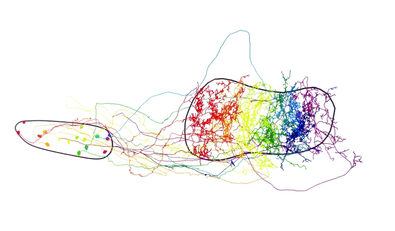 In control mice, the pathway between the brain regions MNTB (medial nucleus of the trapezoid body) and LSO (lateral superior olive) is organized in an orderly fashion. Red neurons (as seen here) respond to high frequencies; purple and blue neurons respond to low frequencies. As the neurons’ axons project from the MNTB (smaller oval on the left) to LSO (larger oval on the right), there is no, or little, intermixing of colors. For example, red ends on the left side of the LSO, and blue and purple end on the right. A pulse from the inner ear seems to ensure that the axons are organized appropriately for sound processing.