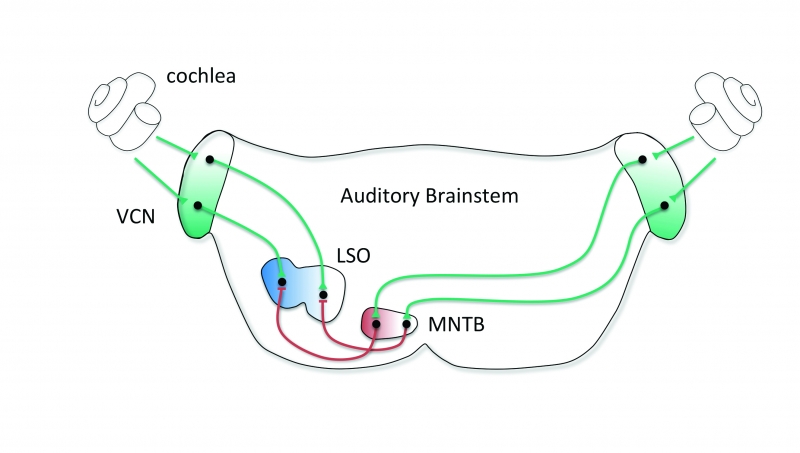 Kandler’s group looked at an area of the brain important for, among other things, distinguishing low- and high-frequency sounds. This schematic shows neural pathways to the lateral superior olive (LSO). Red shows inhibitory pathways and green indicates excitatory ones.